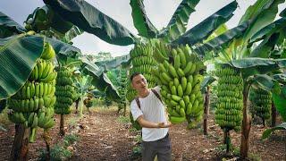 Harvest Big Bunch Of Bananas Go To Countryside Market Sell. 4 year living off grid in forest