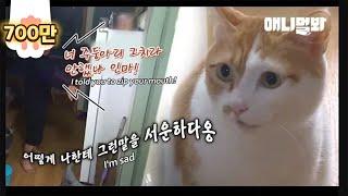 박찬호 행님은 양반이네. 5년 째 말하는 중인 투머치애옹냥이 등판ㅋㅋㅋ ㅣCat Talks Without Stopping For Five Years