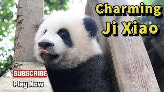 Admit It! You Are Obsessed With Ji Xiao’s Charm | iPanda