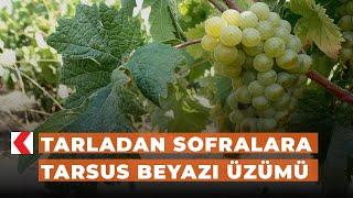 Tarladan sofralara Tarsus Beyazı üzümü