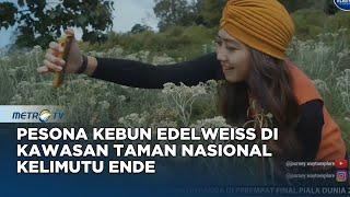 Pesona Kebun Edelweiss di Kawasan Taman Nasional Kelimutu Ende