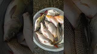 Fresh Carp Fish Video #shorts #fish #fishviralvideo