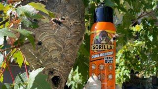 Gorilla glue spray adhesive vs Hornet nest gluing yellow jackets