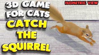 3D game for cats | CATCH THE SQUIRREL (isometric view) | 4K, 60 fps, stereo sound