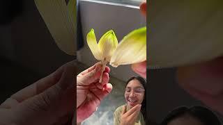 Flores con hojas de tamal #diy #shorts #fyp #art