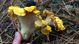 Hunting for Mushrooms! | Chanterelles in Spokane | and Lems Boulder Boot!