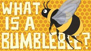 What is a Bumblebee Insect? It's  vs  - A Bumblebee vs Honeybee Showdown!