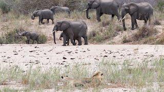 The STYX male with the young KAMBULA female 