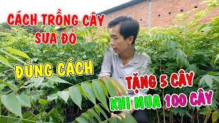 Cách trồng cây Sưa Đỏ đúng cách | Nơi bán cây giống Sưa Đỏ có tặng thêm