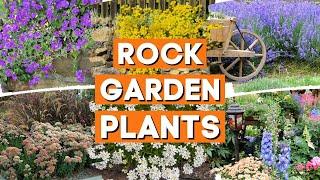 10 Best Rock Garden Plants for Sun or Shade ️ // PlantDo Home Garden