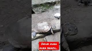 kura kura pejantan dan betina..