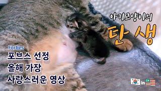 [ENG]New born Baby cat from an adopted cat - 【Tiga Begins EP.01】