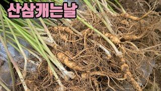 6년전 씨뿌린 직파 산양산삼  캐기
