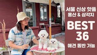 서울 용산 삼각지 신상 카페 핫플! BEST 36 (애견동반카페 ㅣ 애견동반식당)