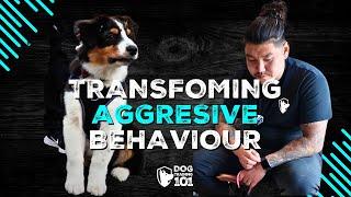 Transforming Aggressive Behaviour: Reactive Dog Training Success!