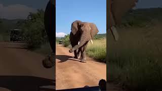 Elephantshort#video#shorts#funny#funnyanimal#elephant#animals#animalllover#youtubeshorts#animals