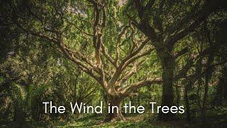 The Wind in the Trees A Quiet Day  Light Wind in the Green Forest - Sounds for Relaxation and Sleep