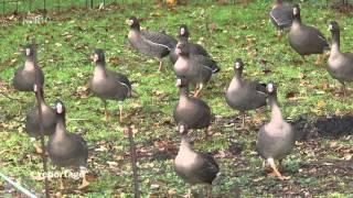 "Gänsekrieg in Ostfriesland" NDR 2013