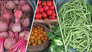 Harvesting Beans, Tomatoes, And Beetroot.