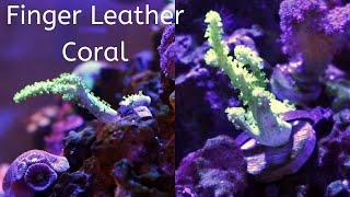 Finger Leather Coral(Sinularia or Nepthea Coral)Care tips