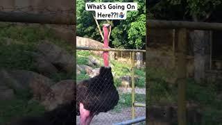 This ostrich makes strange loud noise #shorts