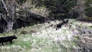 Tauros release La Maleza | Natural grazing in Albarracín Mountains, Spain | April 2021