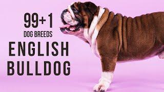 English Bulldog / 99+1 Dog Breeds