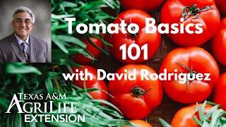 Tomato Basics 101 with David Rodriguez