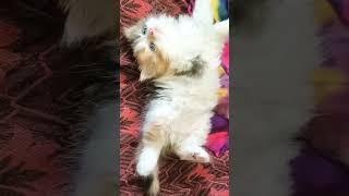 cutie pie ️ #shorts #cat #catlover #persiancat #kitten #kitty #love #like #subscribe