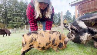 'Our neighbours showed up': Nanaimo farmers rebuild after huge fire