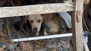 Tears rolled down his cheeks, he curled up in a corner, exhausted, depressed