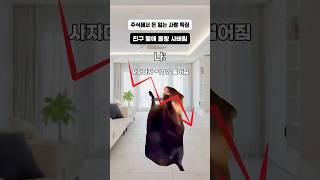 주식 할 때마다 돈 잃는 사람 특징 #고양이밈 #주식