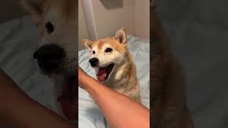 Shiba screams for help