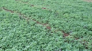 Leafy Vegetables Farming - Agriculture | Anup Archives | Free HD Video | No Copyright