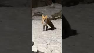 Screaming Red Fox | Noise Caught on Video | December 2024, Massachusetts