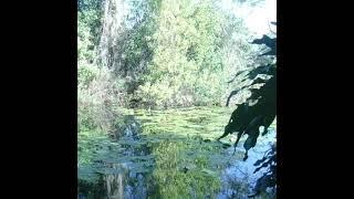 My favorite Obscure Destination  #bankfishing #carpfishing #angling #lakeplacid #manatee