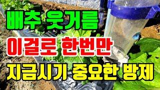 배추 웃거름주는 시기 이것으로 한번에 끝! 지금시기에 배추 중요한 것