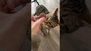 I snuck catnip spray into a cat cafe 