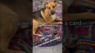 Norbert Barkah Oracle Dog - Message from the Universe #tarot #short