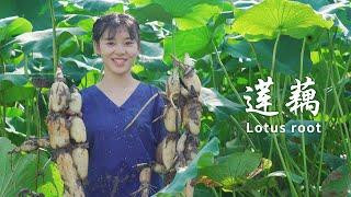 摘完莲子挖莲藕，一样的营养美味|Use lotus root for all kinds of delicious food|【杨大碗】