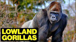 WESTERN LOWLAND Gorillas Of Central Africa // Wildlife Photographer