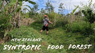 Getting back to work in our New Zealand Syntropic Food Forest (vlog)