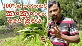 කංකුං වගාව | කාබනිකව කංකුං වගාවක් කරන්නේ මෙහෙමයි