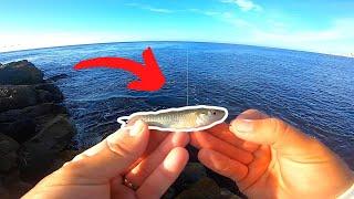 Jetty Fishing with LIVE Minnows (Dangerous Rocks)