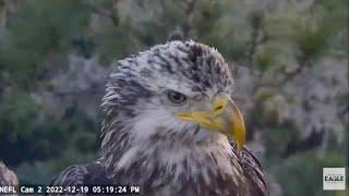 AEF-NEFL Bald Eagles: The beautiful sub adult with haunting vocals. 19 Dec 2022