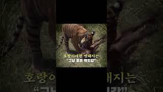 호랑이에게 멧돼지는? 좋은 먹잇감 (풍부한 단백질)