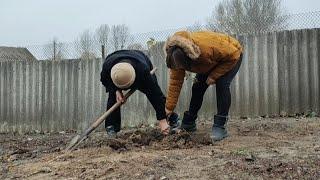 СПЕРЕЧАЄМОСЯ З МАМОЮ! Пересадили абрикос та яблуню Вільямс Прайд!