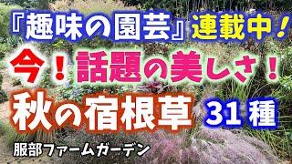 【ガーデニング】NHK趣味の園芸連載中！今話題の牧場の宿根草ガーデンから秋の宿根草31種の紹介！園芸のプロから学ぶ！服部牧場・服部ファームガーデン【神奈川県愛川町】Gardening