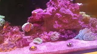 Reef Aquarium update