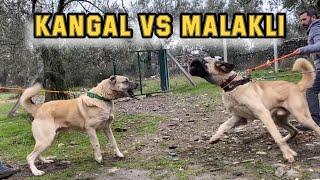 KANGAL VS MALAKLI, ANATOLIAN Shepherd Dog, ALL SAID I AM THE KING